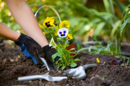 entretien d’un jardin